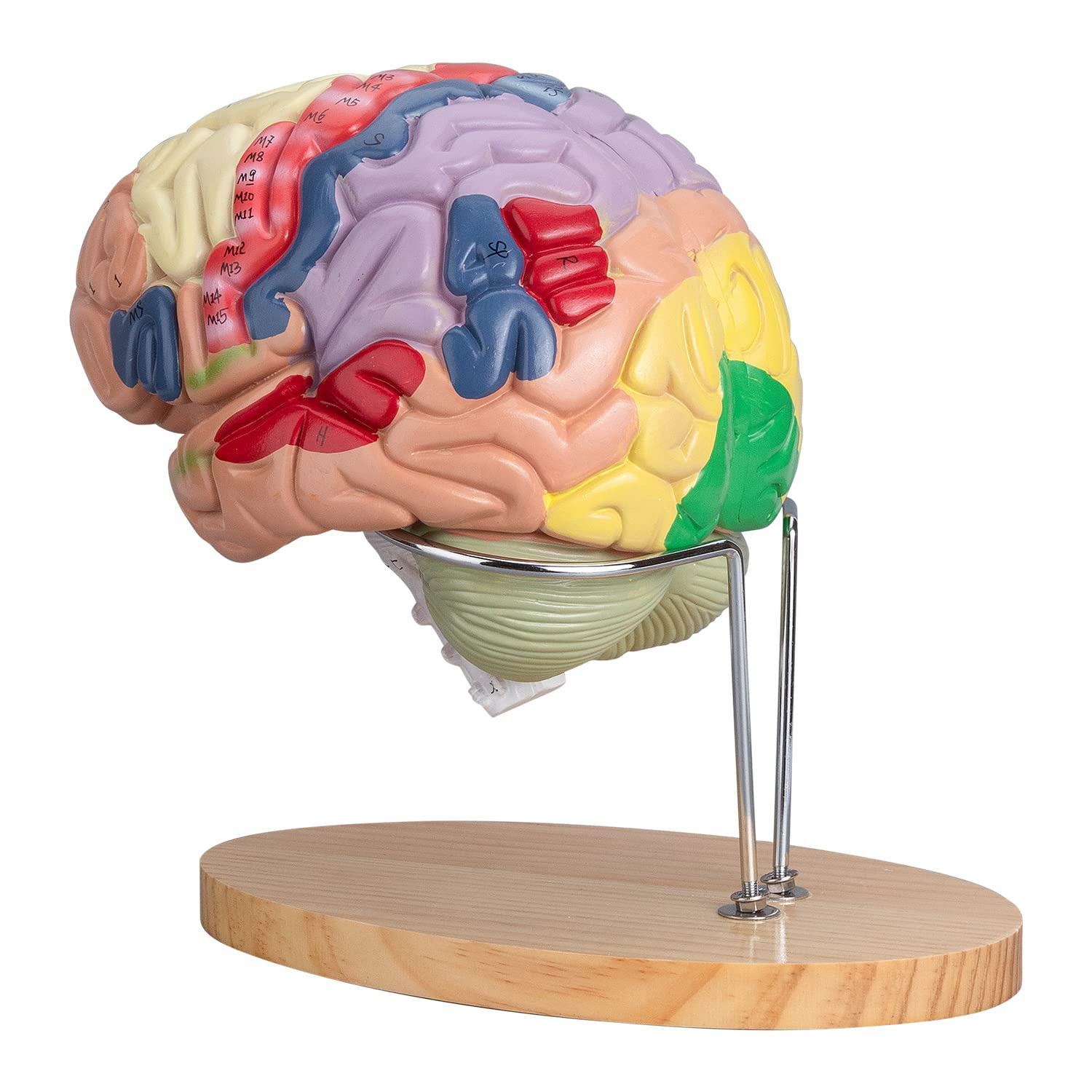 Human Brain Model Anatomy & Display Stand Life Size Color-Coded Human Brain Anat