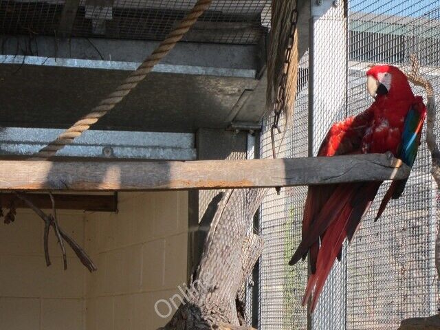 Photo 6x4 Scarlett Macaw at Raystede Broyle Side  c2011