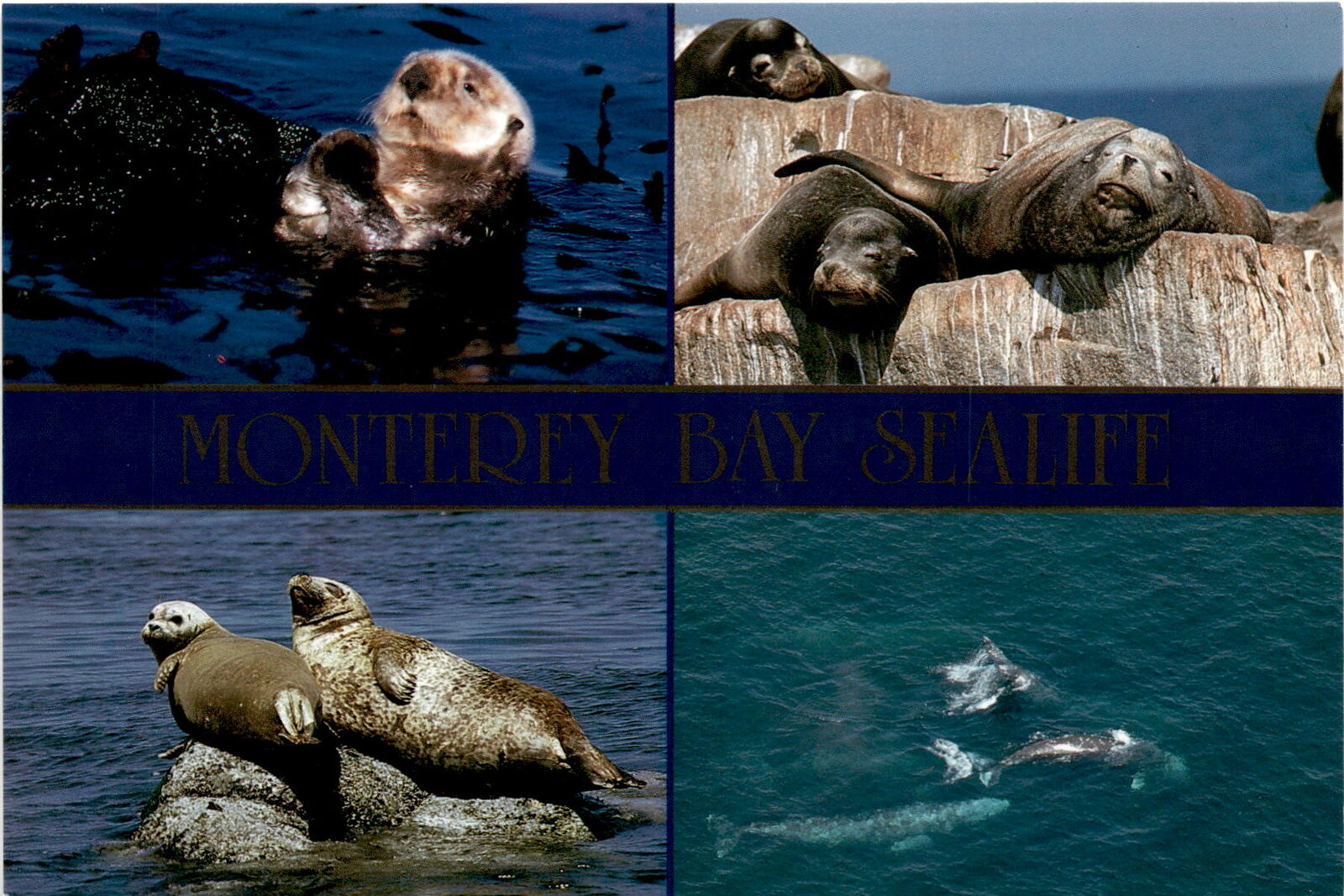 Monterey Bay, California, William Bryan, 1989, marine biodiversity, Postcard