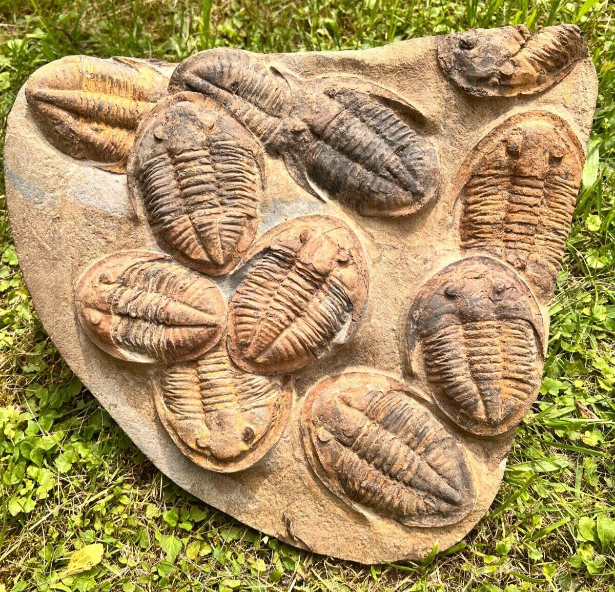 Mortality Plate Of Large Asaphid Trilobites Fossils