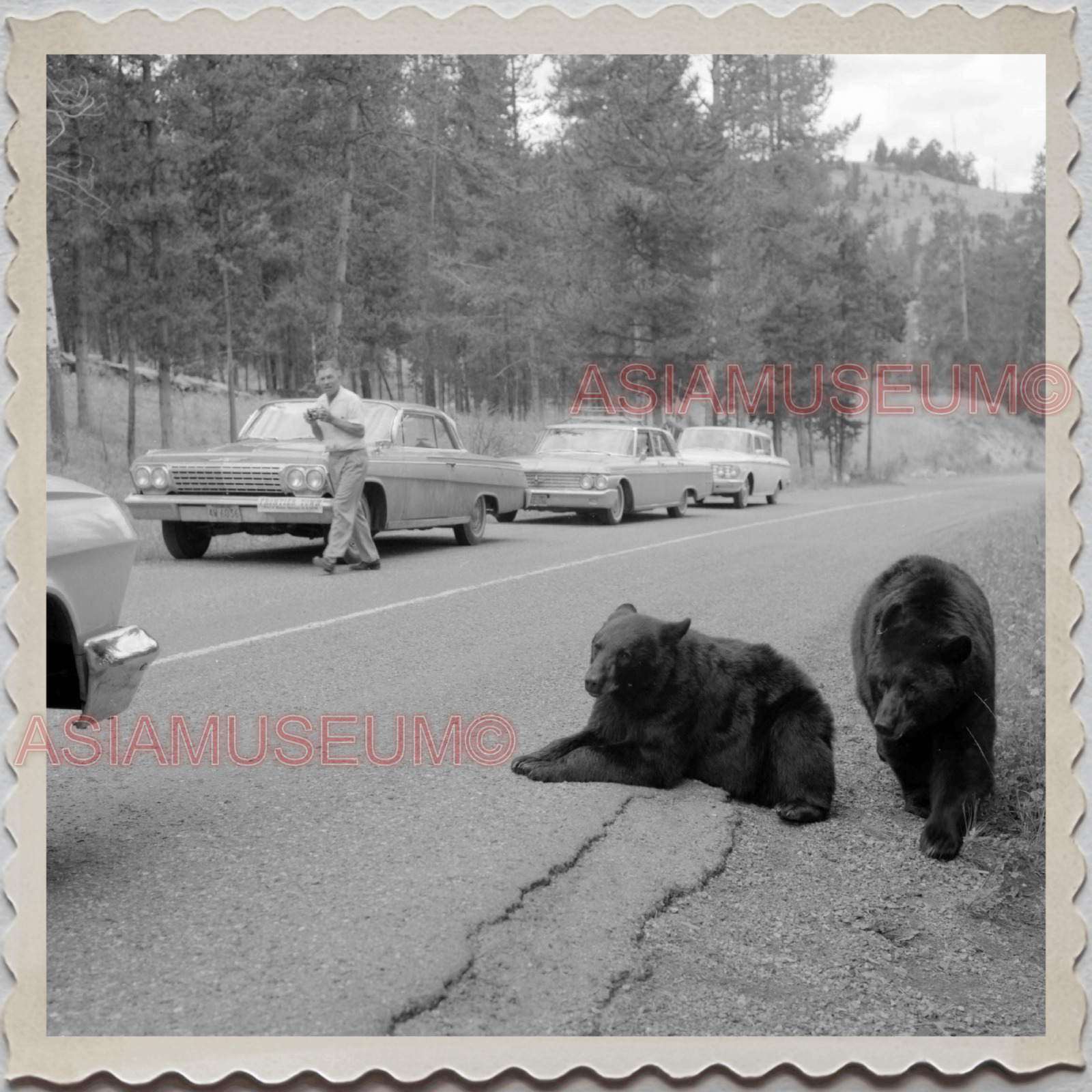 50s YELLOWSTONE NATIONAL PARK WYOMING MONTANA BLACK BEAR VINTAGE USA Photo 11115