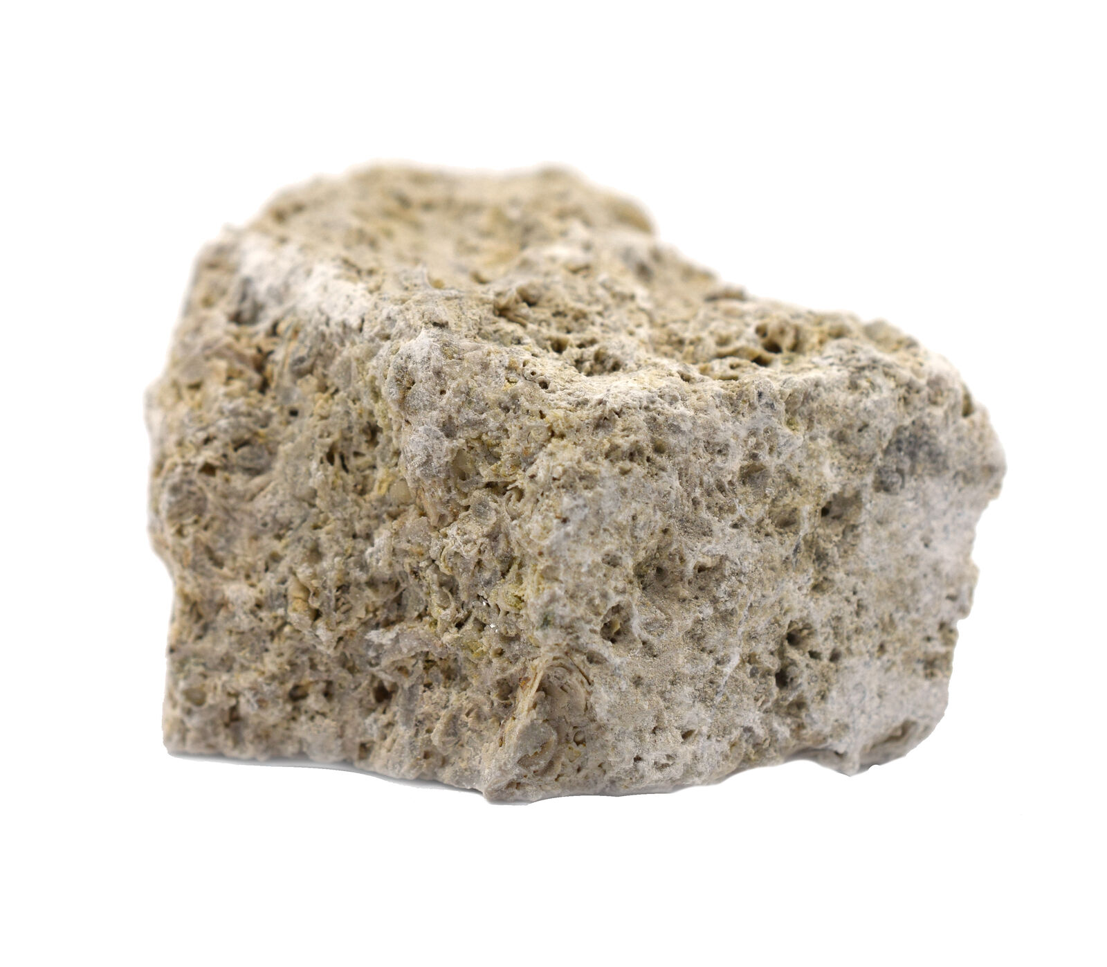 12PK Raw Fossiliferous Limestone Specimens, 1\