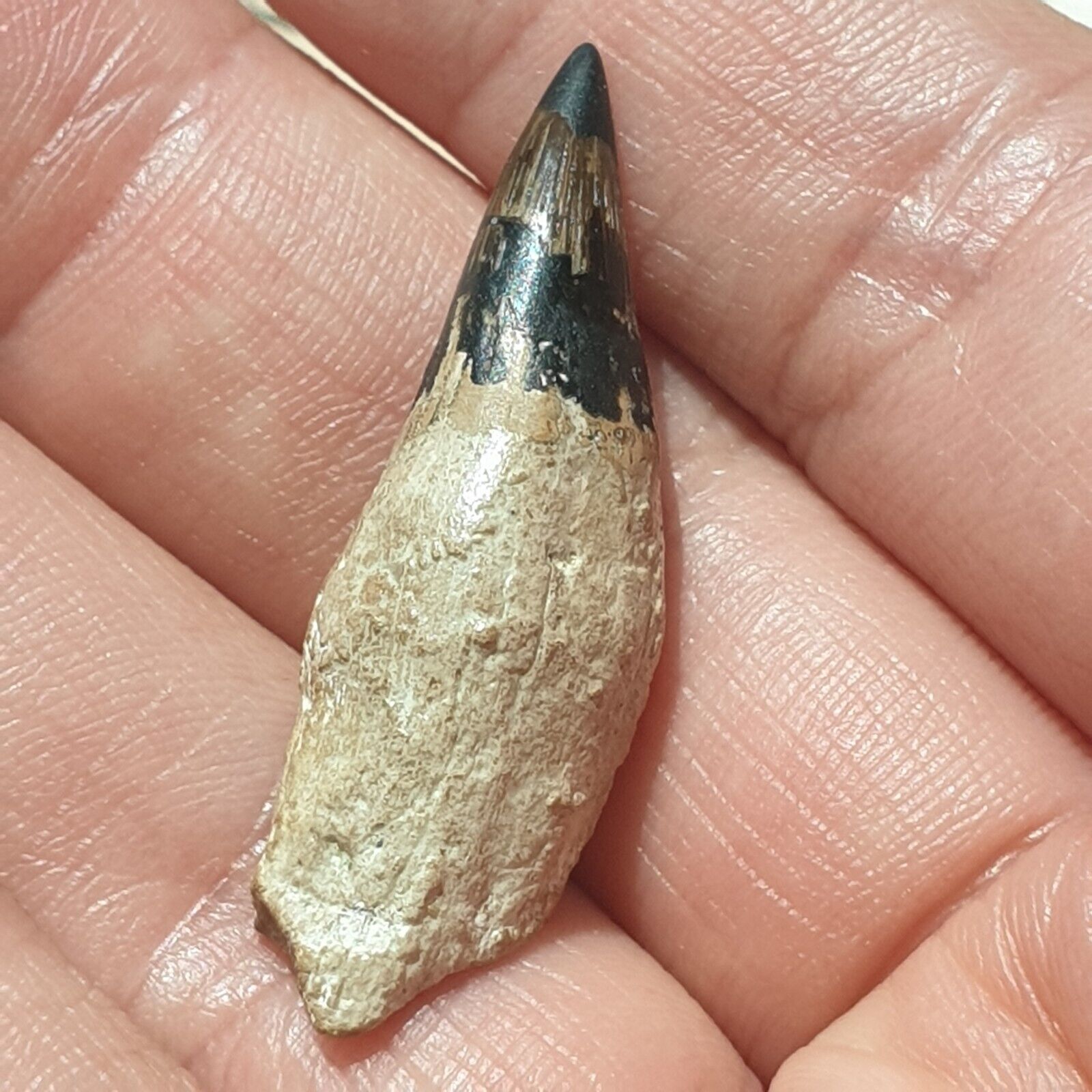 Russia Ichthyosaur Platypterygius Rooted Tooth Fossil 3.8cm 1.49inch Cretaceous