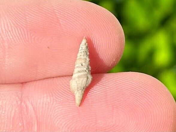 Texas Fossil Gastropods Unidentified Eocene Age Cook Mountain Formation Shell