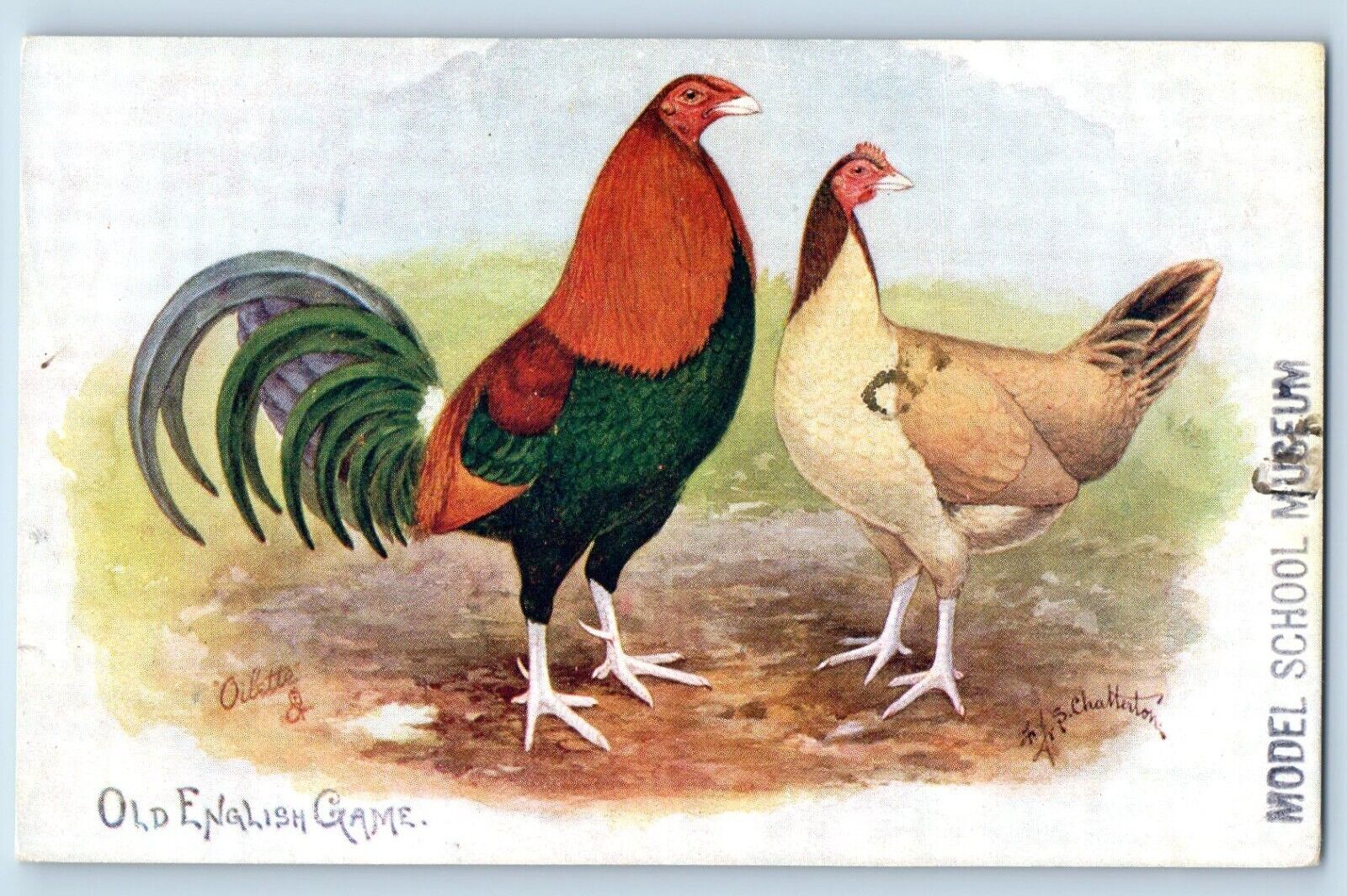 Old English Game Postcard Cock Rooster Animal Oilette Tuck 1918 Posted Antique