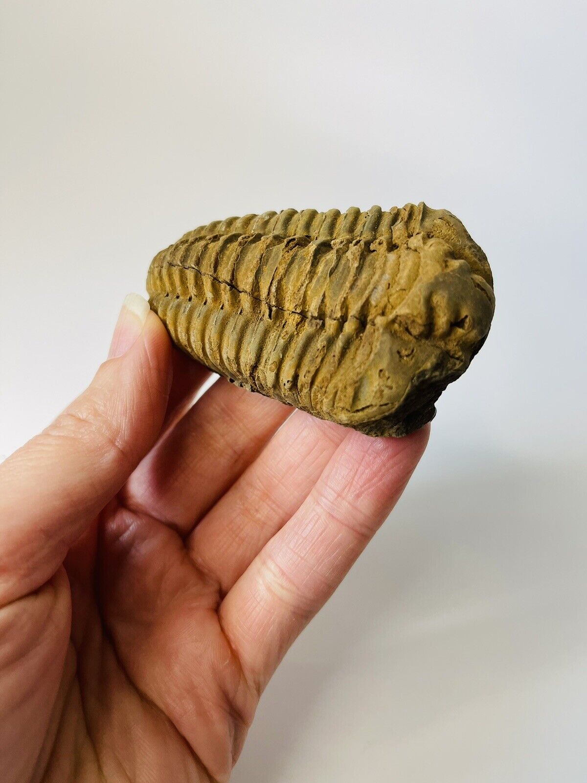 PRISTINE Trilobite Calymene Clavicula Wyoming Fossil Beautiful Condition Collect