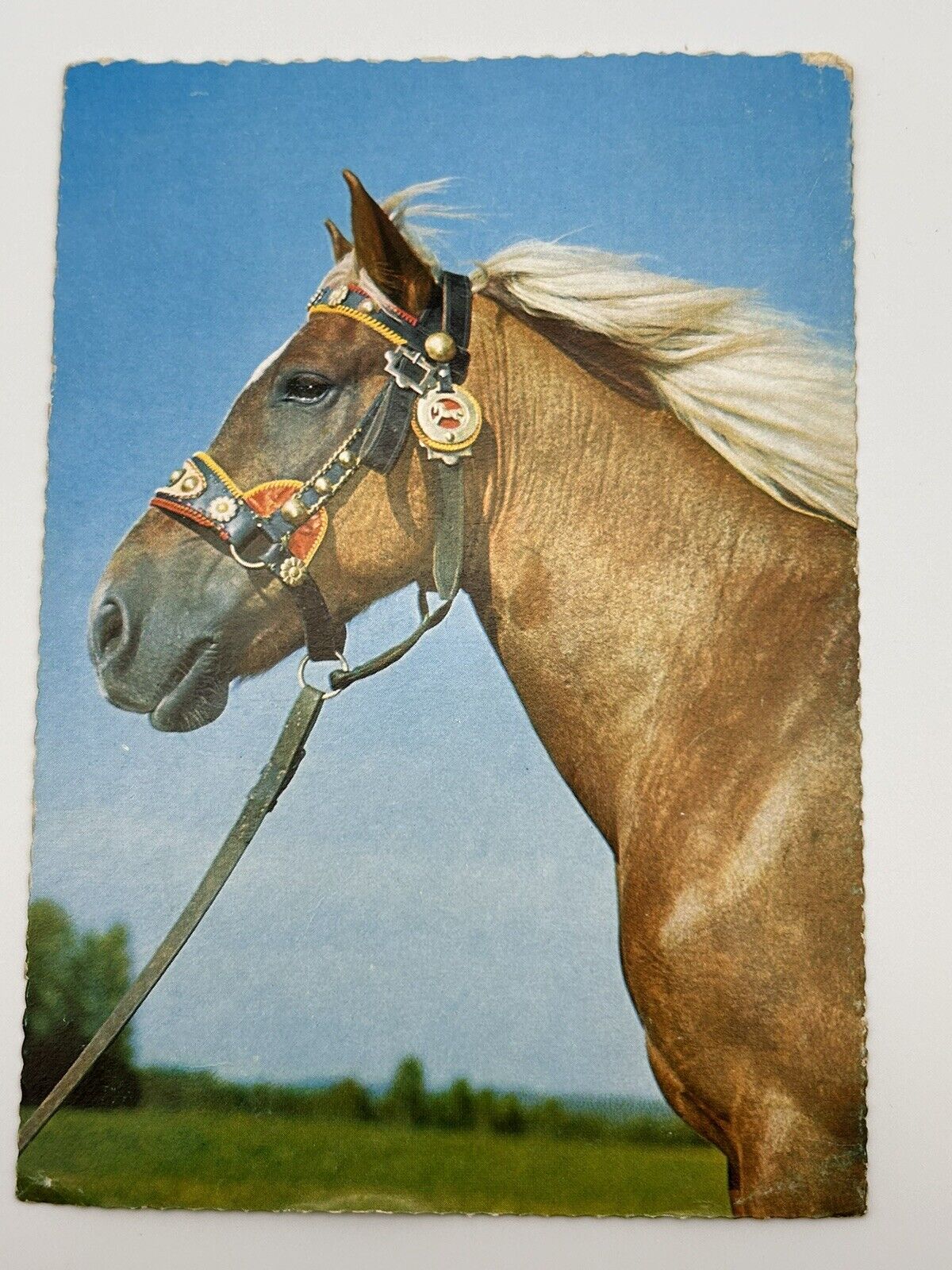 Vintage horse postcard bridal White Maine unposted