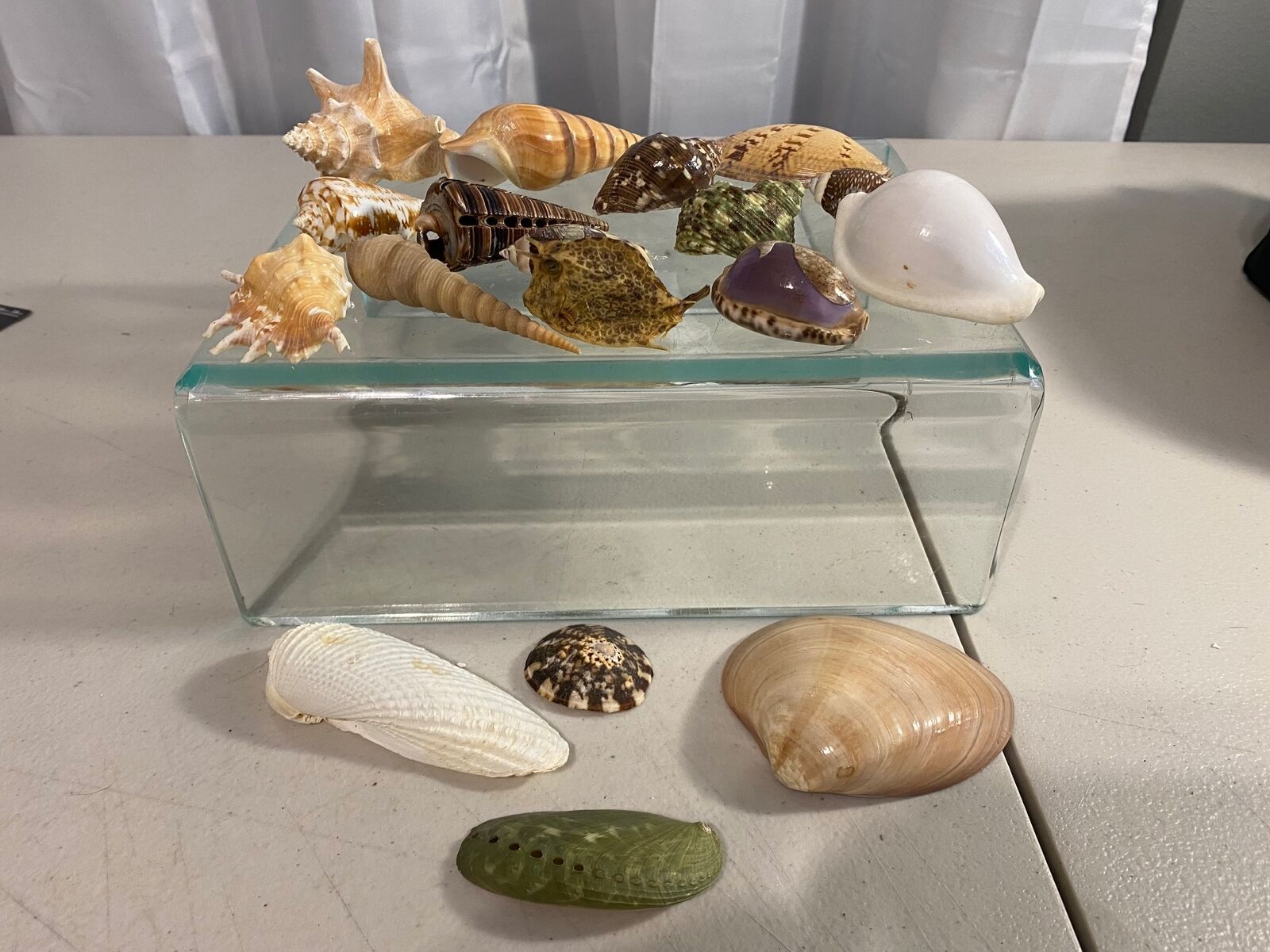 Lot Containing 16 Assorted Shells and a Small Dry Puffer Fish