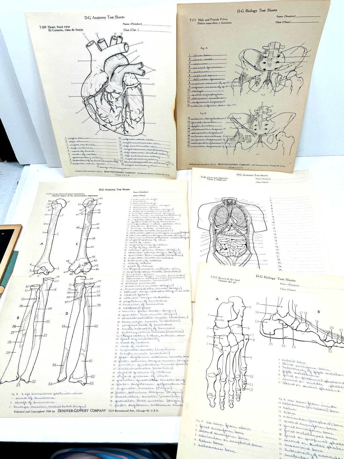 Lot (10) 1946 Denoyer-Geppert Anatomical Science medical Organ quiz pages KILLER