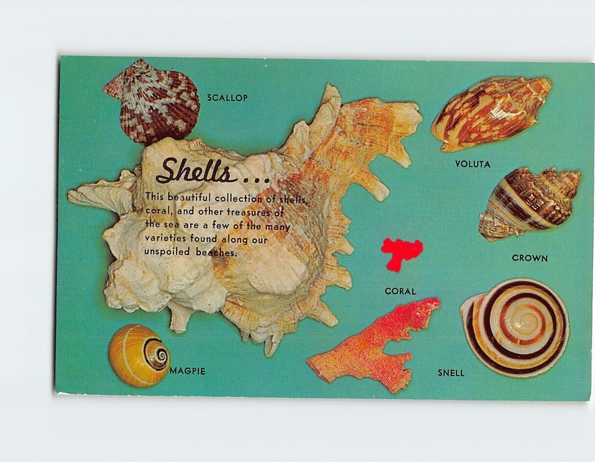 Postcard A Variety of Shells