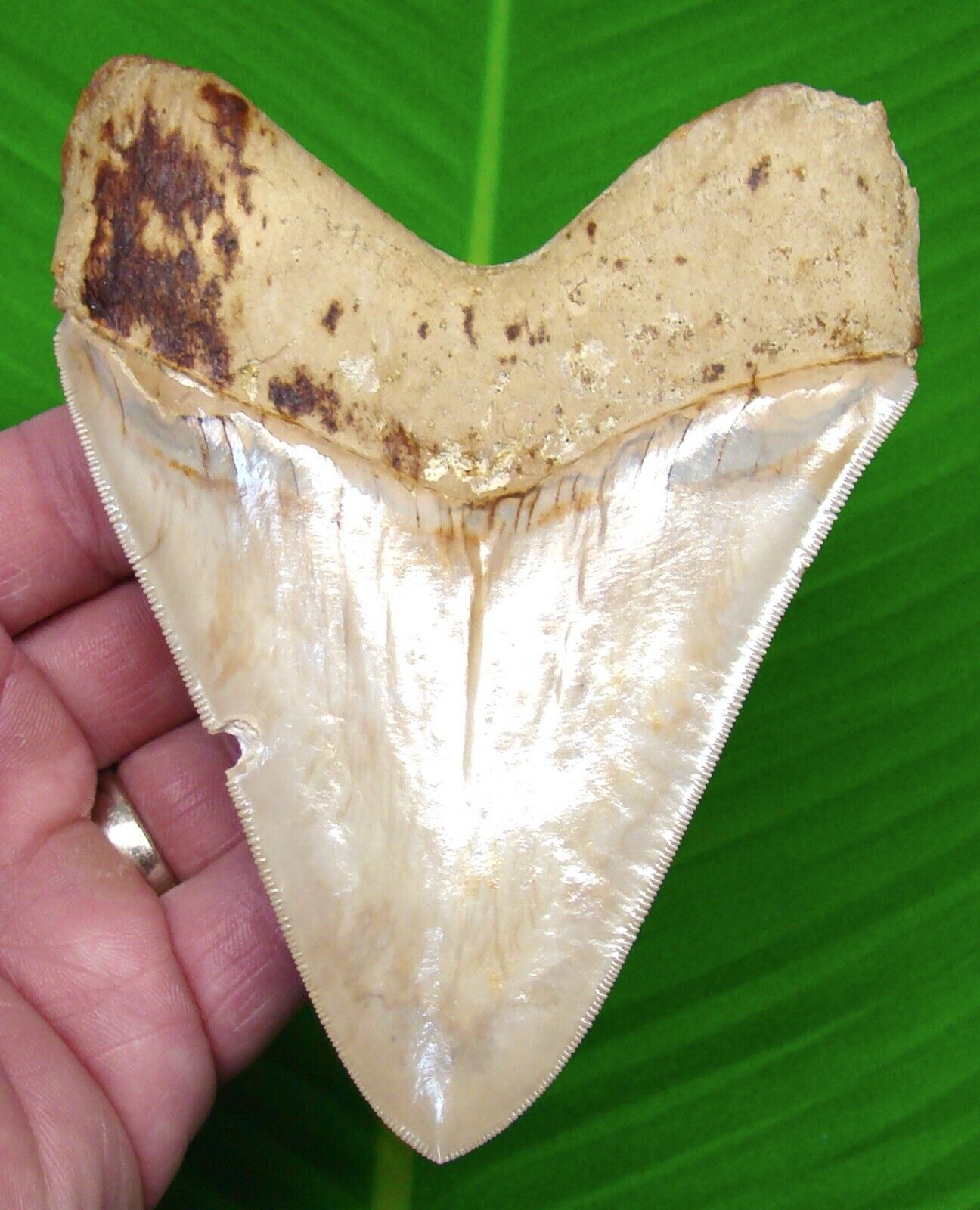 MEGALODON SHARK TOOTH - 5 in. - W/ DISPLAY STAND - SHARKS TEETH MEGLADONE JAW