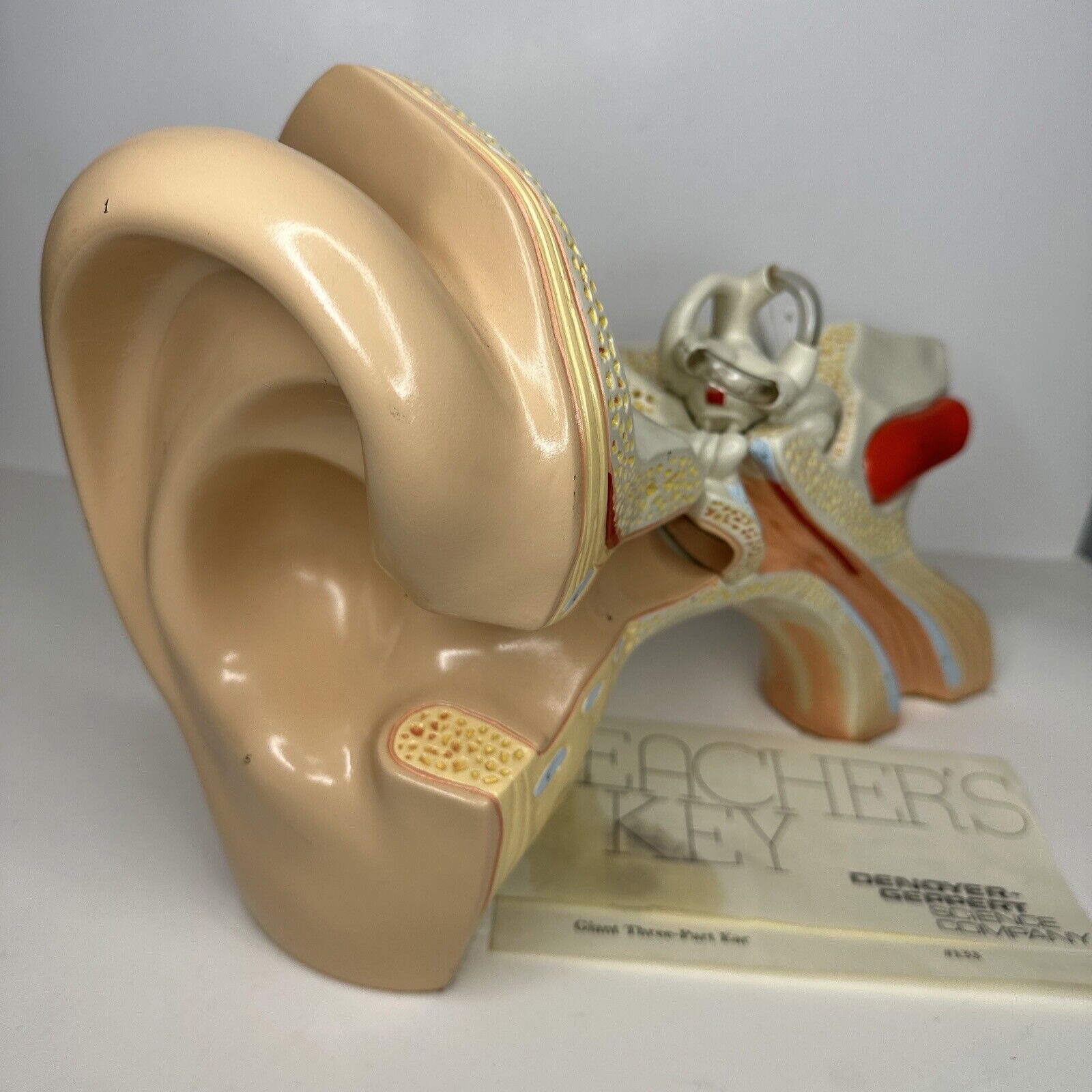 Vintage Denoyer Geppert Large Ear Model 3-Part Anatomical Display Teaching Aid