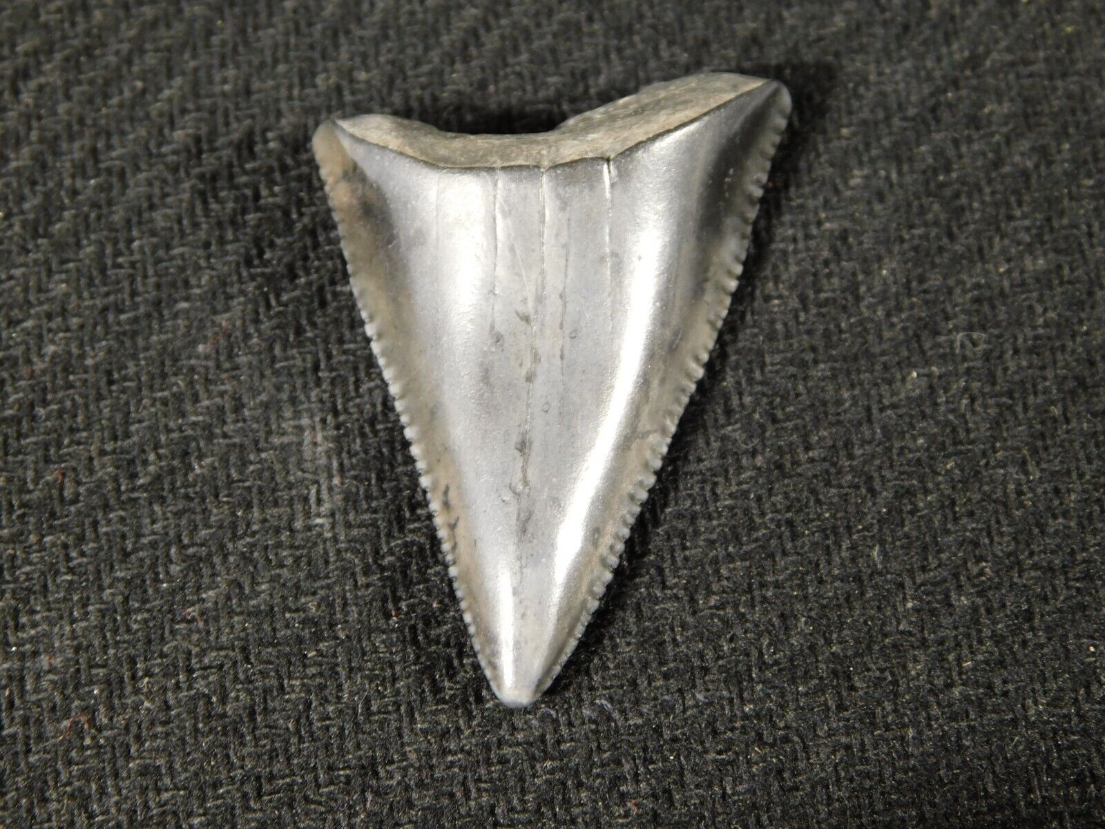 ANCESTRAL Great White SHARK Tooth Fossil SERRATED 100% Natural 6.2gr