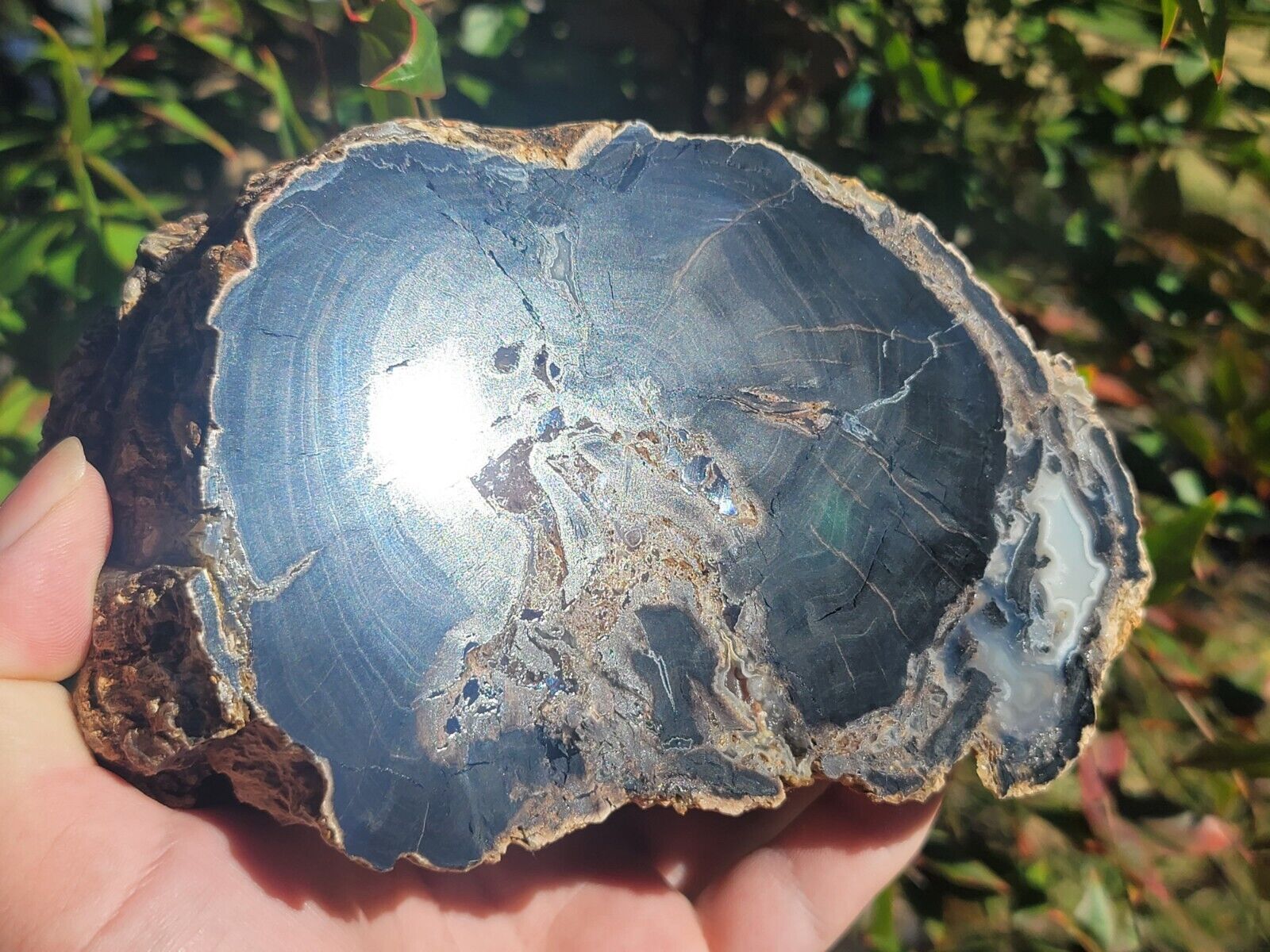 Wyoming Eden Valley Petrified Wood With Contrasting Banded Agate End Cut