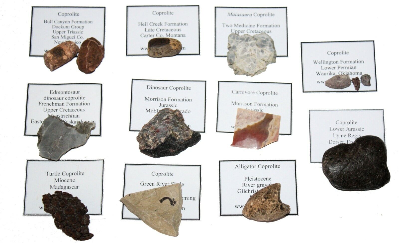 Permian Triassic Jurassic Pleistocene Coprolite fossil poop collection 11 types