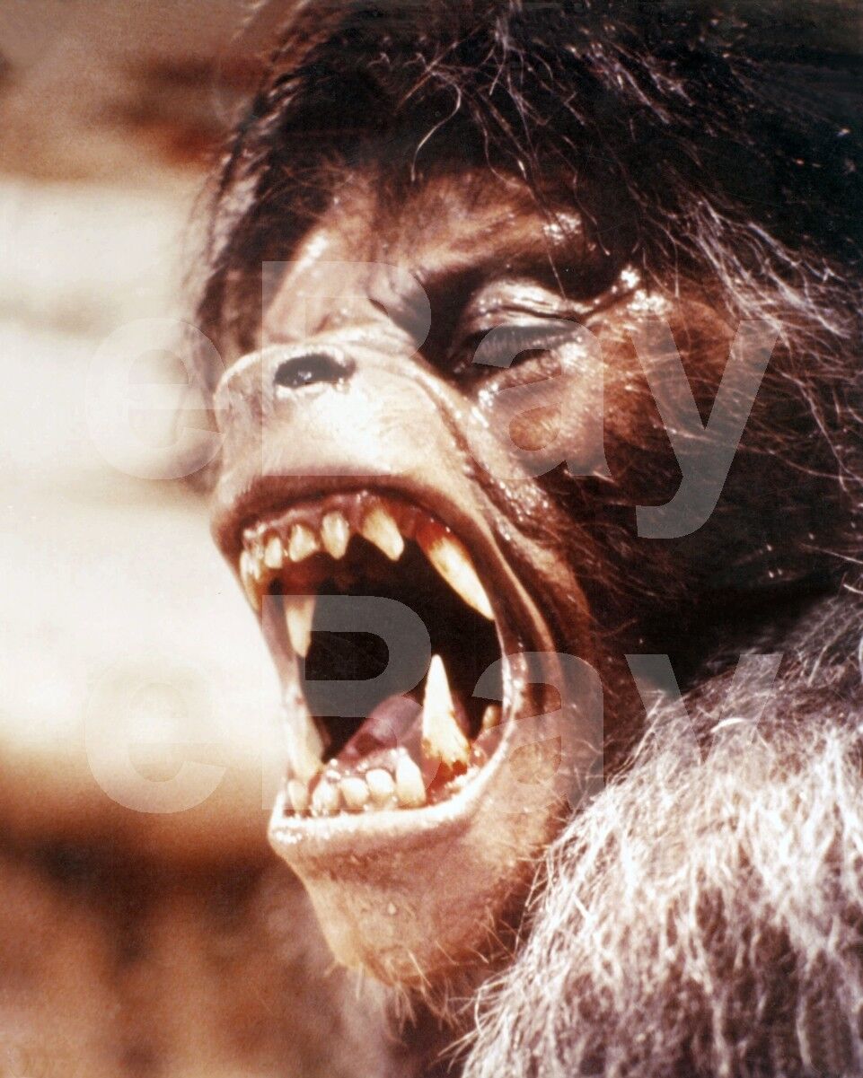 An American Werewolf in London (1981) David Naughton 10x8 Photo