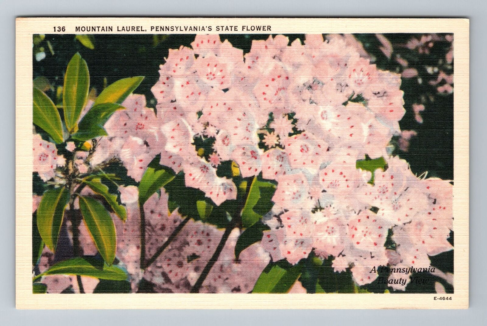 PA-Pennsylvania, Scenic State Flower, Vintage Postcard