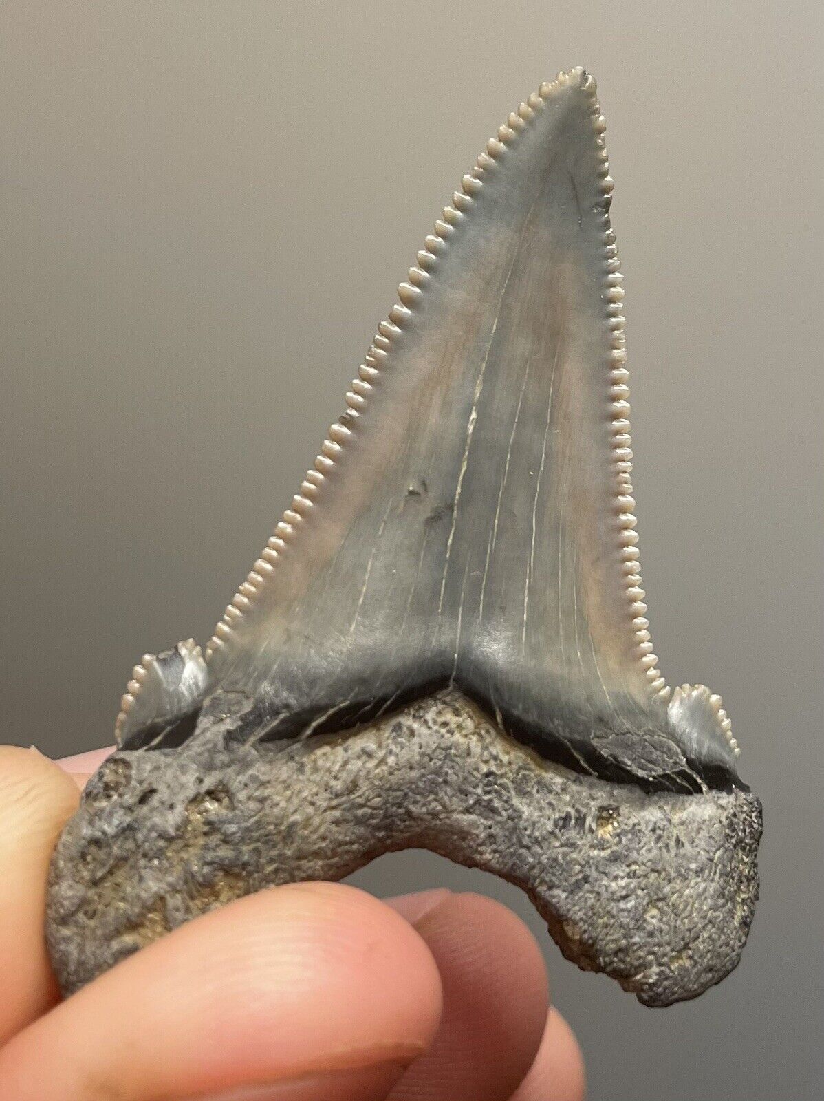 Sharply Serrated Angustidens Shark Tooth Fossil 1.8”