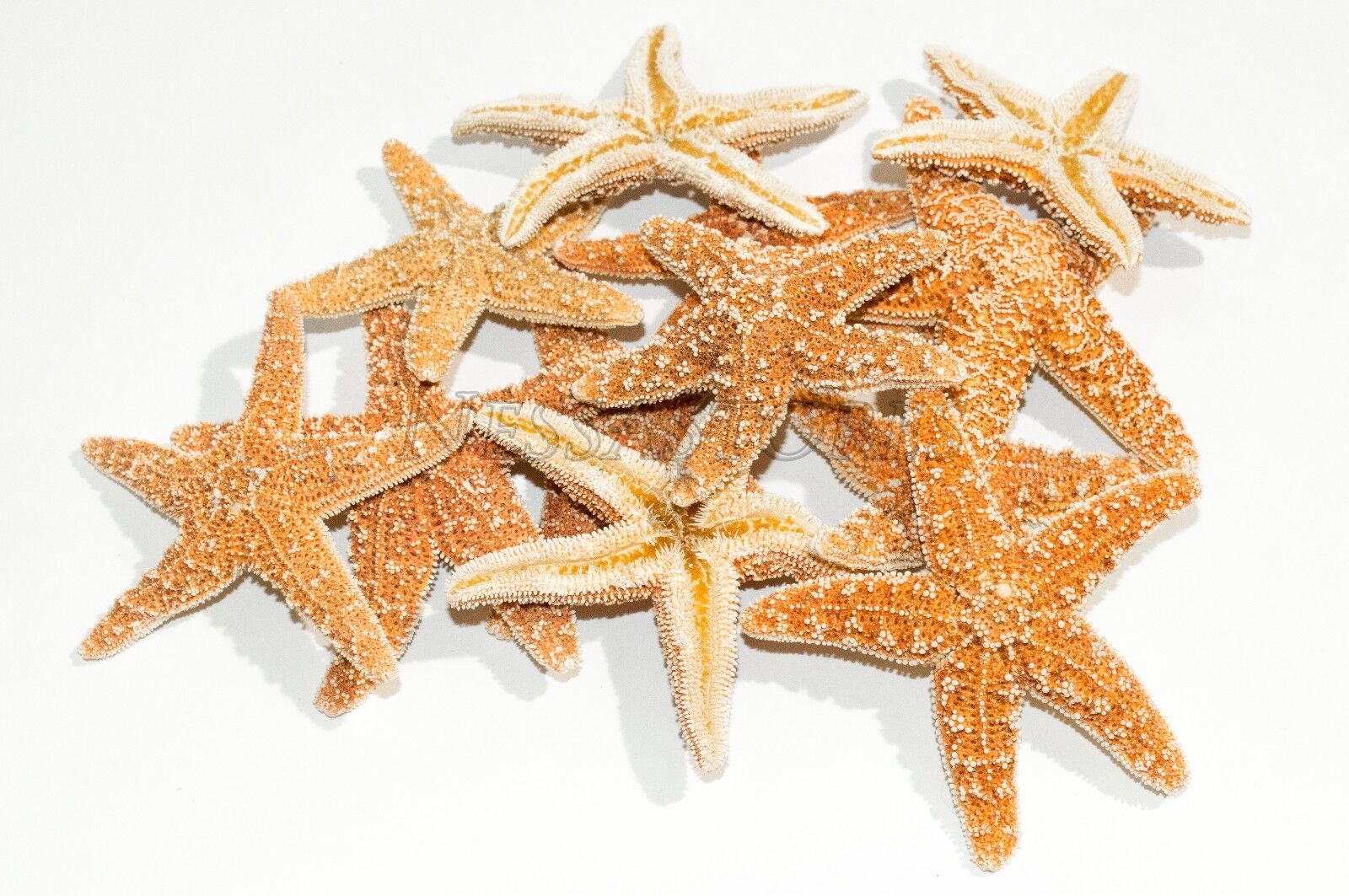 NessaStores- Sugar StarFish Sea Shell Wedding Real Craft 3
