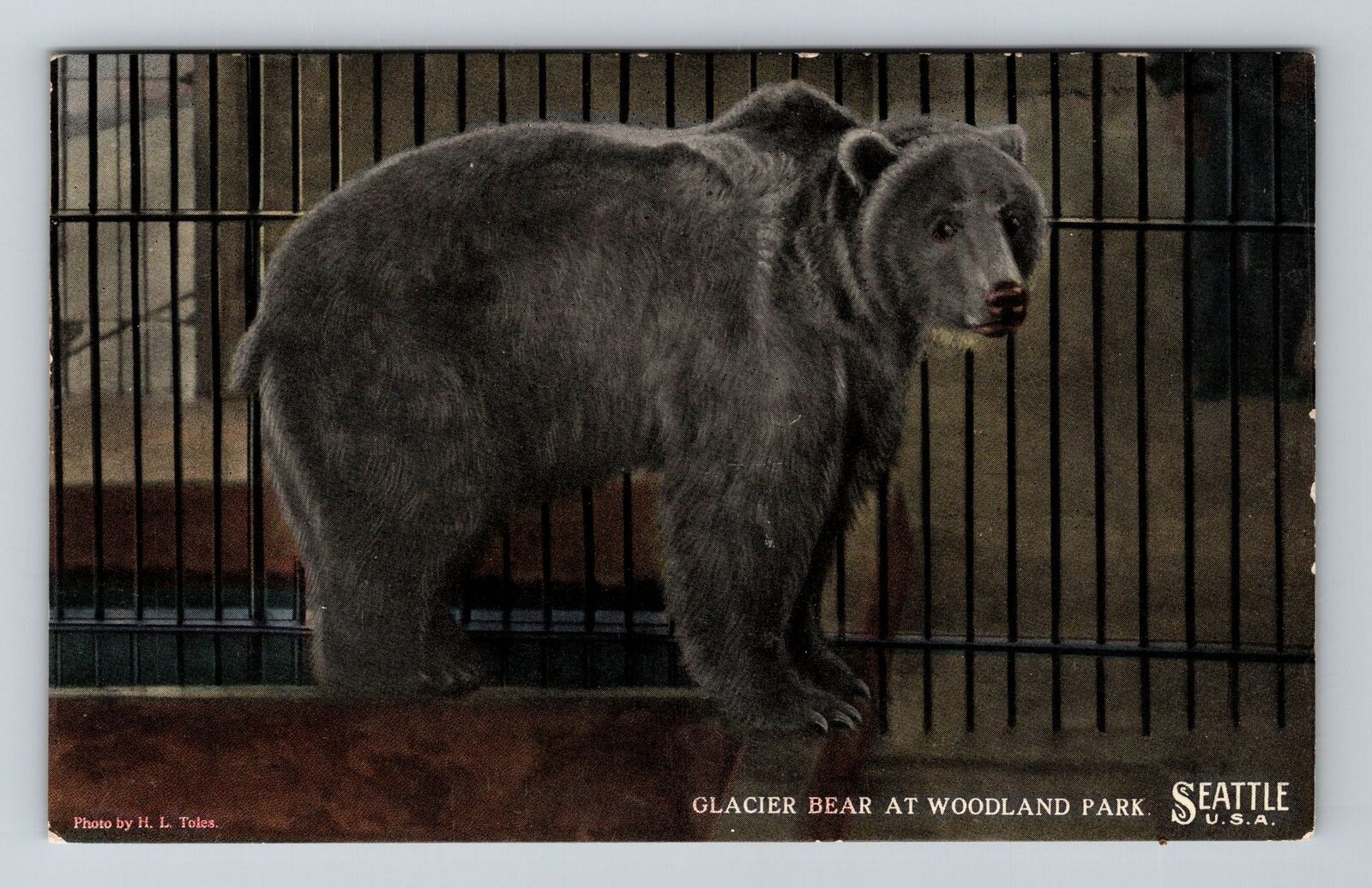 Seattle WA-Washington, Glacier Bear At Woodland Park, Vintage Postcard