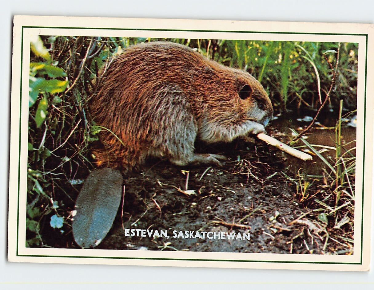 Postcard Canadian Beaver Estevan Canada