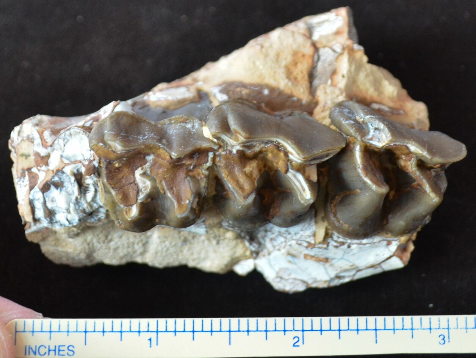 Juvenile Hyracodon Upper Teeth, Fossil, Early Rhinoceros, SD Badlands Olig R1114