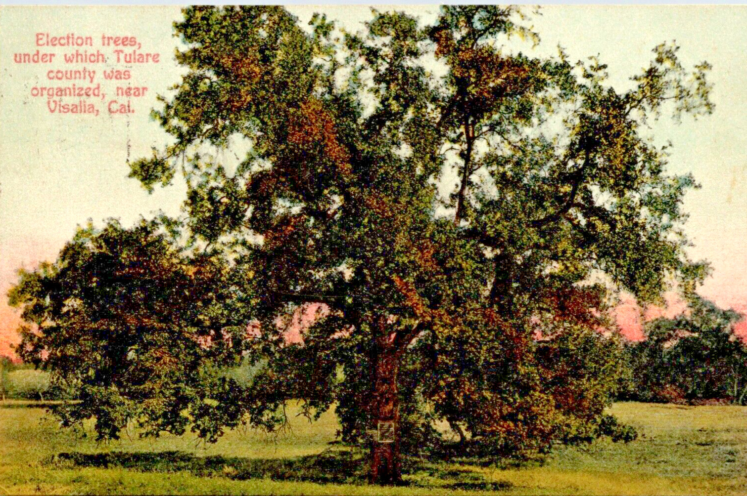 Visalia California Postcard Election Trees Tulare County 1909 UZ