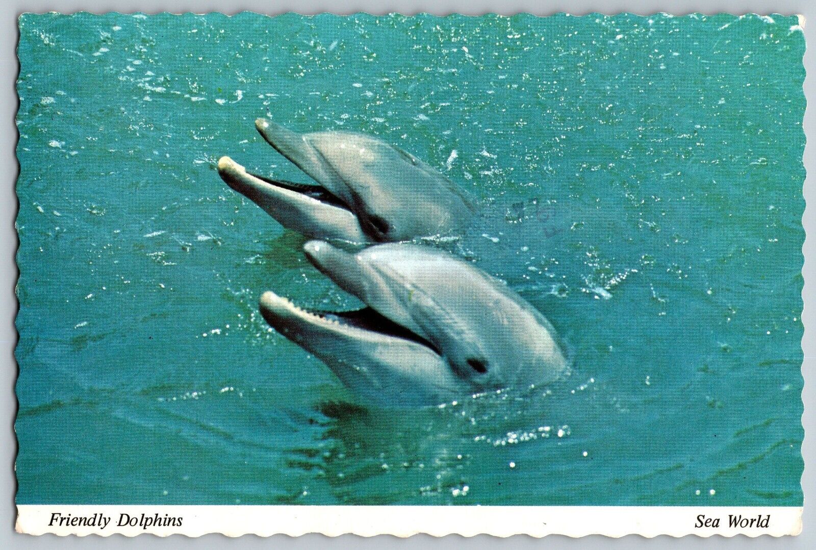 Orlando, Florida FL - Friendly Dolphins - Sea World - Vintage Postcard 4x6