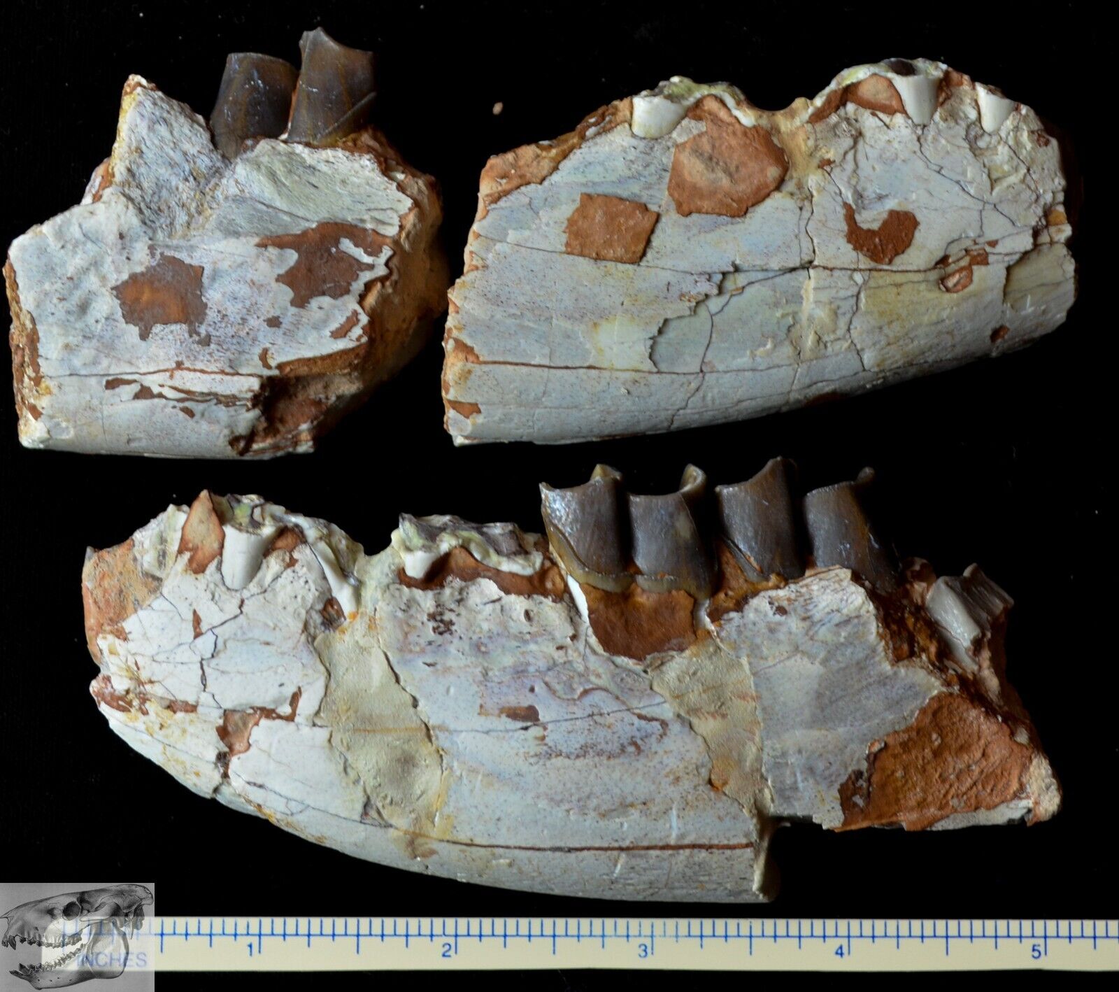 Juvenile Hyracodon Partial Jaw, Fossil, Early Rhinoceros, SD, Oligocene R1077