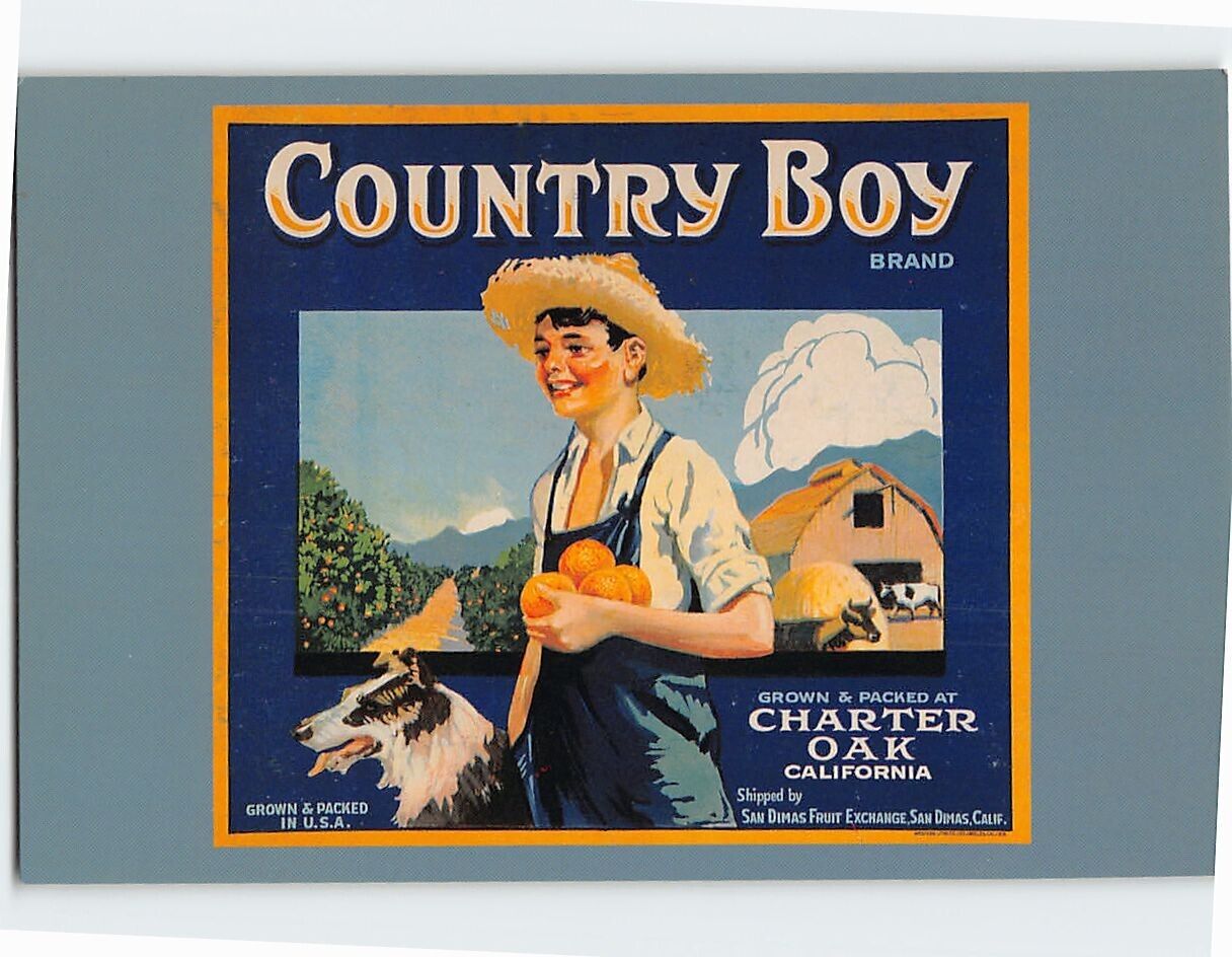 Postcard Country Boy Brand Grown & Packet At Charter Oak California USA