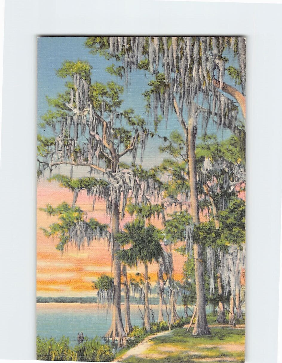 Postcard Cypress Trees Covered with Moss in Dixieland