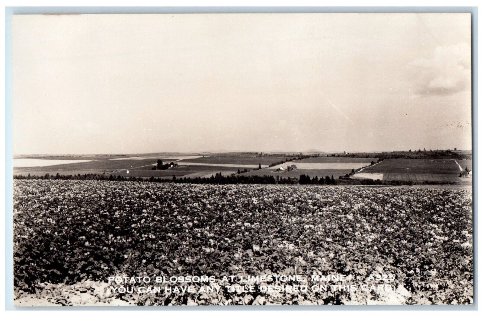 c1940's Potato Blossoms Farmland Limestone ME RPPC Unposted Photo Postcard