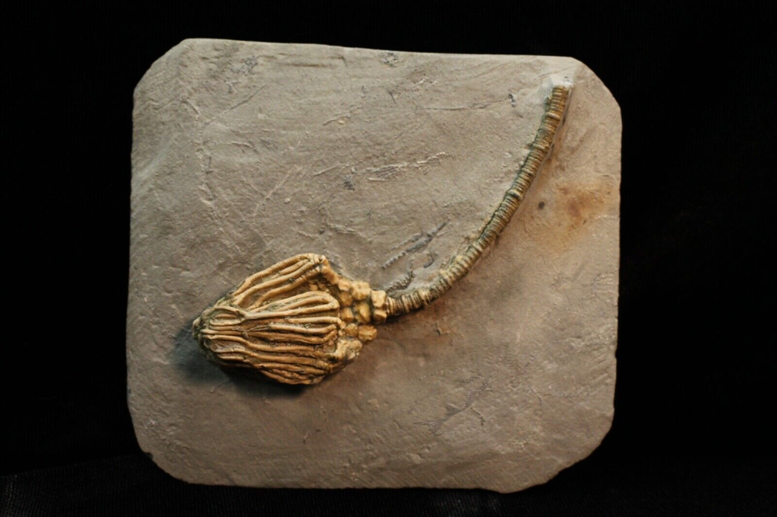Agaricocrinus splendens Fossil Crinoid, Crawfordsville, Indiana