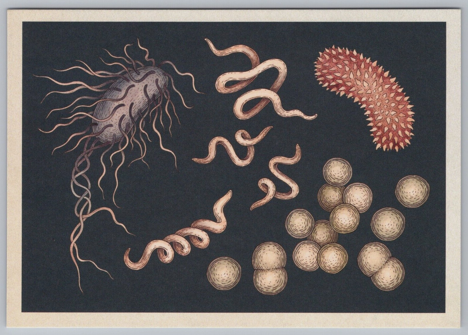 Bacteria E Coli Trichinella Bacillus Anatomy Art Science Anatomicum Postcard B17