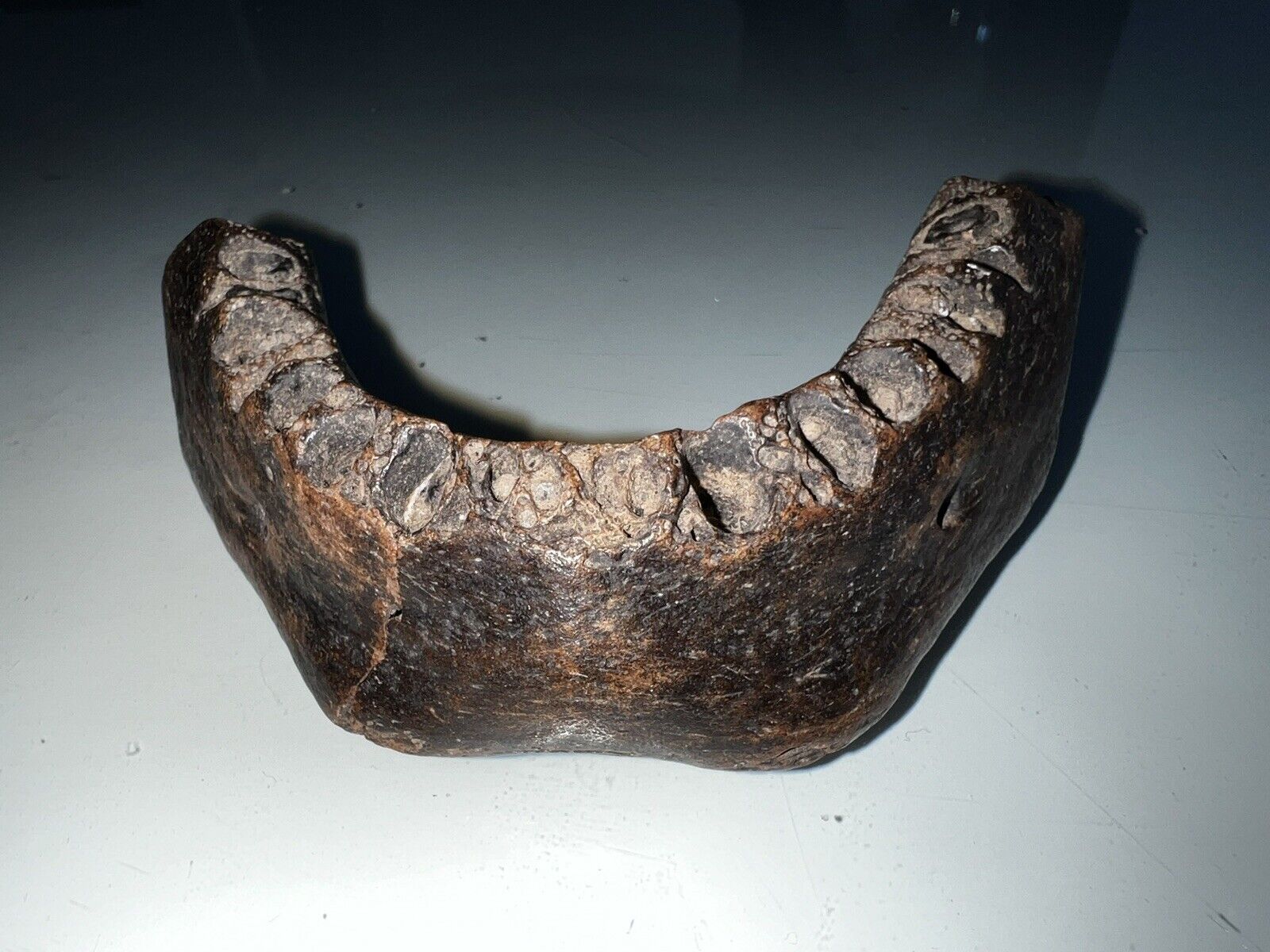Fossil Hominin Jaw, Possibly Homo Erectus