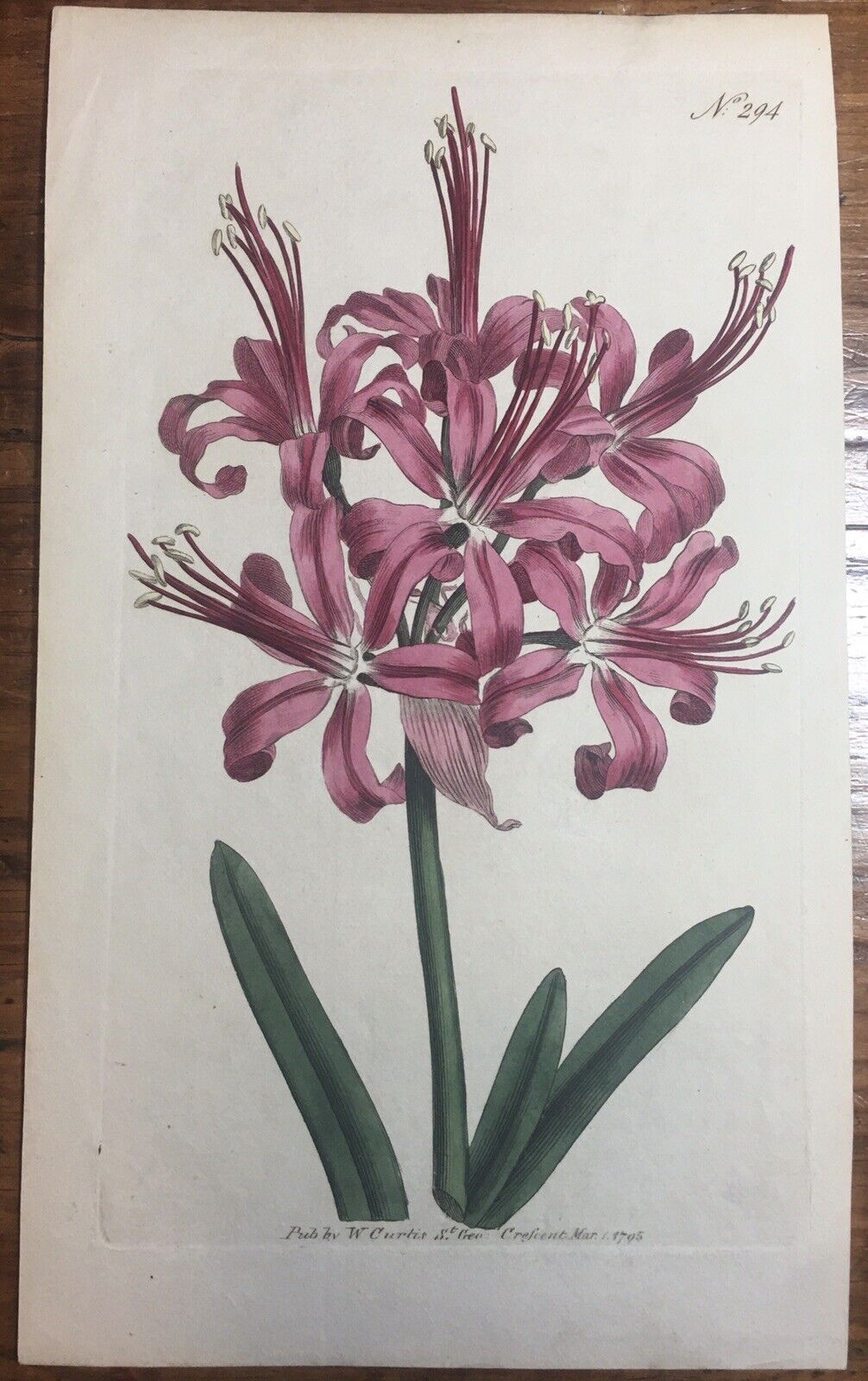Curtis St. Georges Flower Print No. 294, March, 1795 Antique Original Artwork