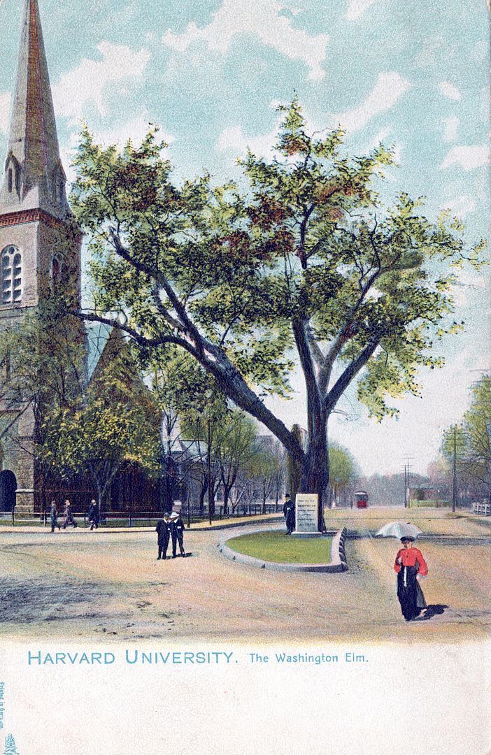 CAMBRIDGE MA - Harvard University The Washington Elm Tuck Postcard - udb