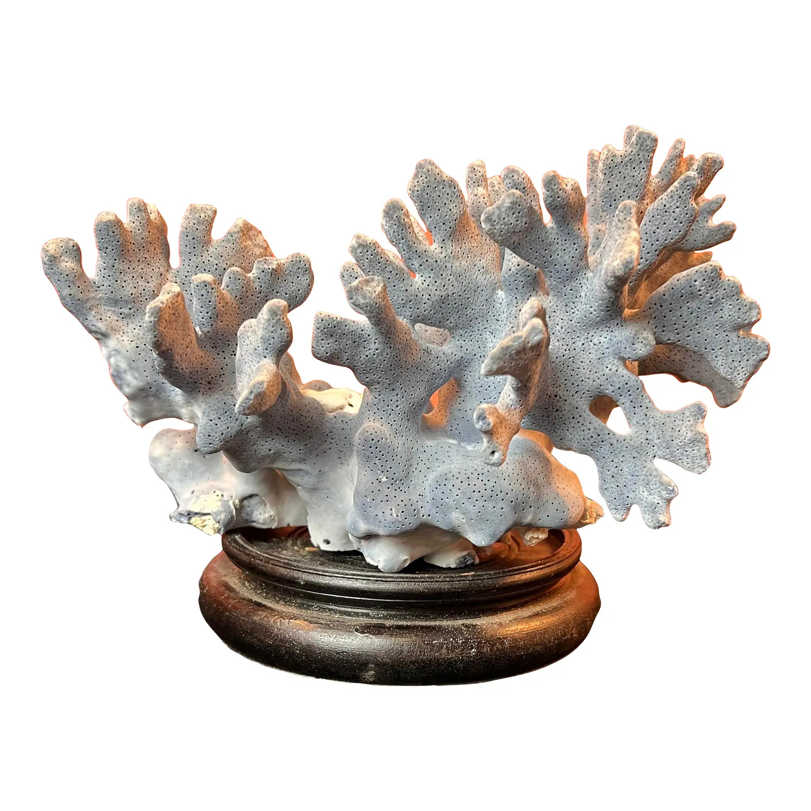 Natural Blue Coral, Curiosity Cabinet Decor on Vintage Wooden Base