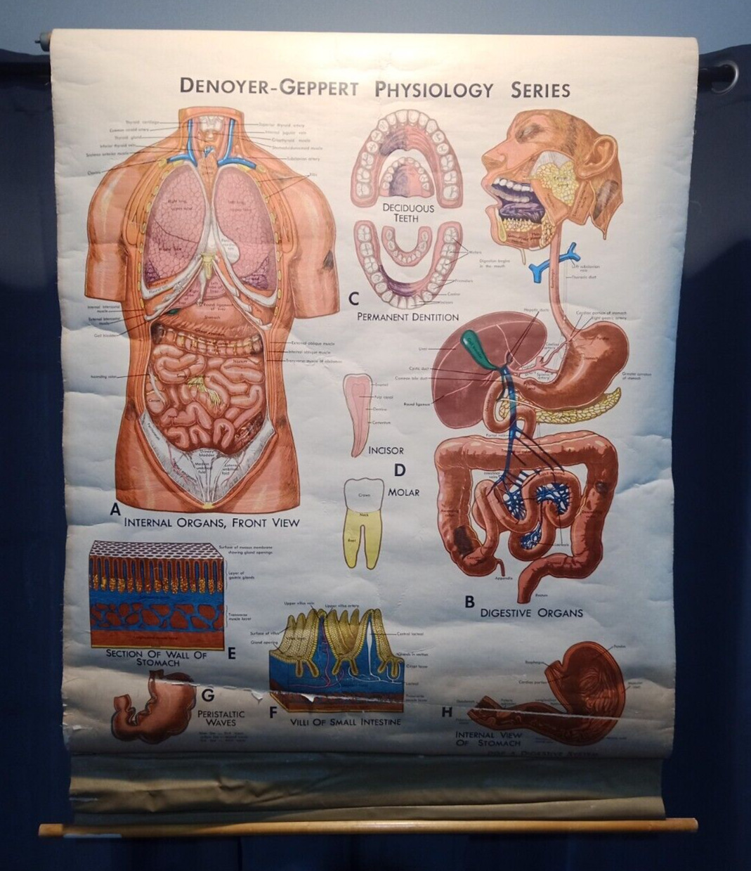 Vintage 1966 Denoyer Geppert Anatomy Chart Physiology Series - Digestive System