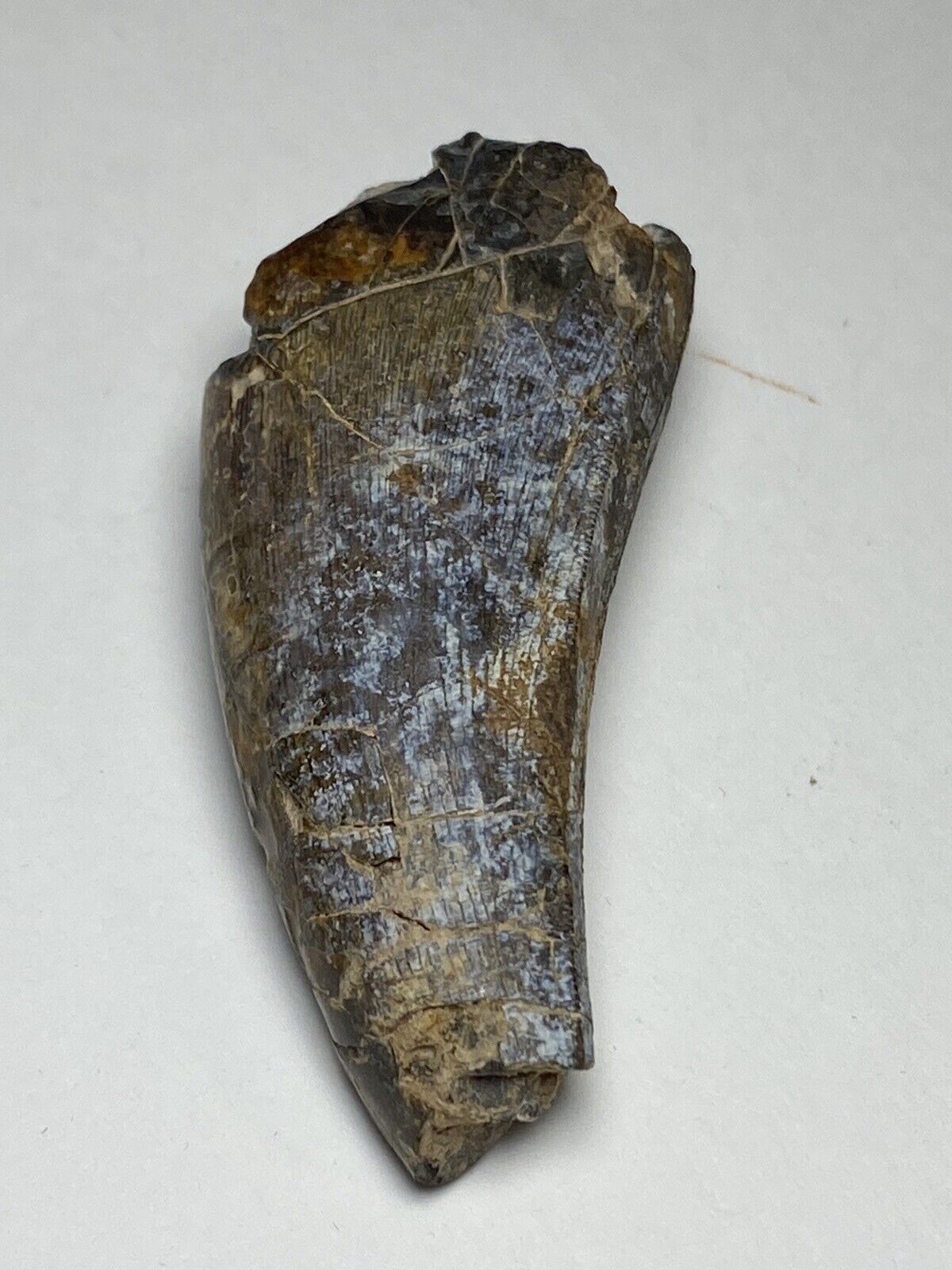 Dinosaur Tooth Fossil from Niger 1.8” Eocarcharia Carcharodontosaurid