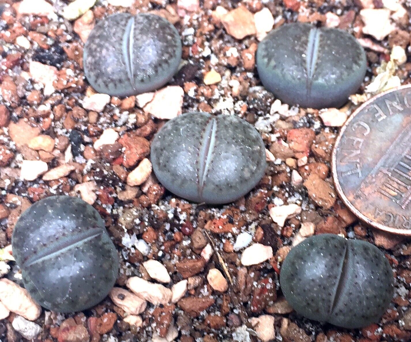 Mesembs Plant--Lithops verruculosa 'inae' C95--ONE Seedling from Pot