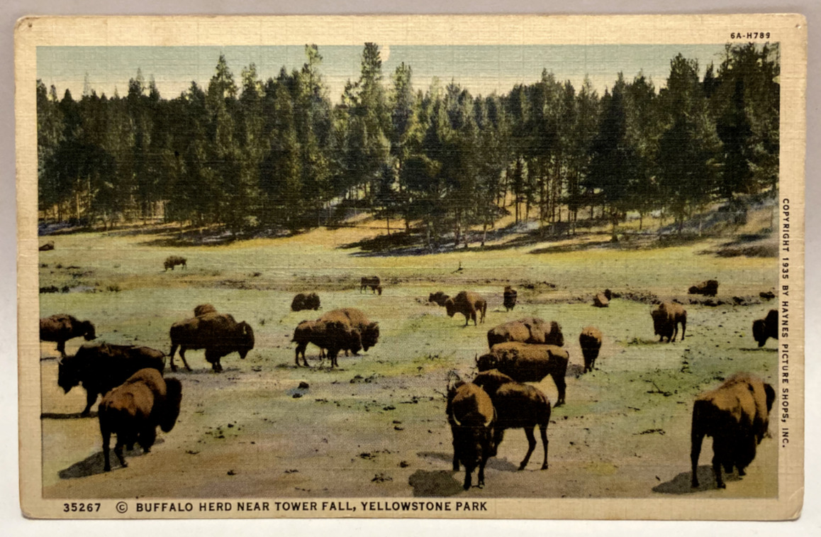 1935 Buffalo Herd Near Tower Fall, Yellowstone Park, Vintage Haynes Postcard