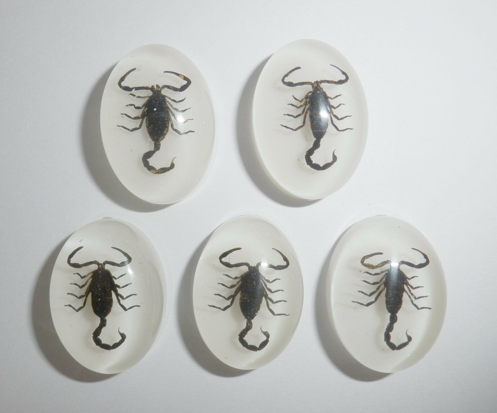 Insect Cabochon Black Scorpion Oval 18x25 mm on White bottom 100 pieces Lot