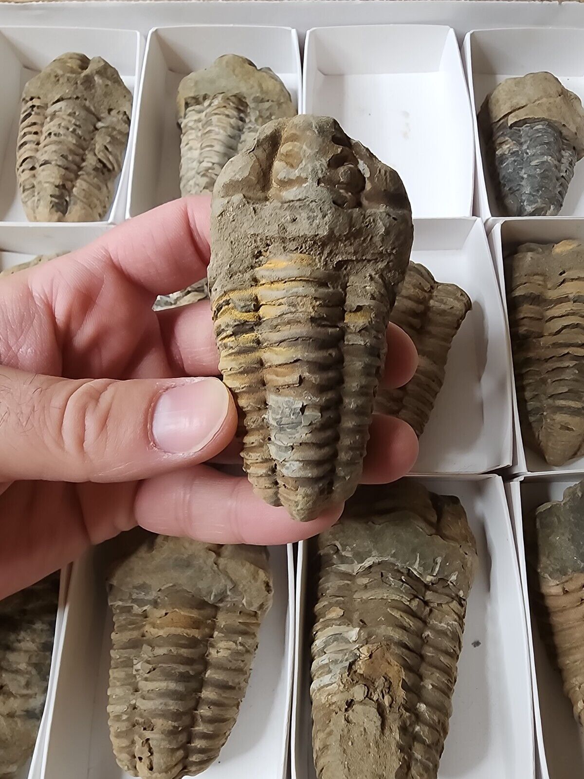Flexicalymene Trilobite Fossil Specimen from Morocco 400 million years old