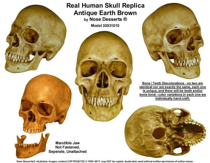 Authentic Human Skull-Life Size Replica Aged Relic -Earth Brown- #3093-1010 USA