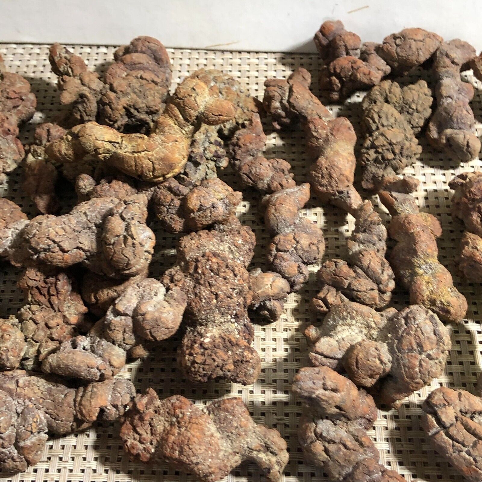 5000g Manure Dinosaur Coprolite Manure Rough Mineral Samples