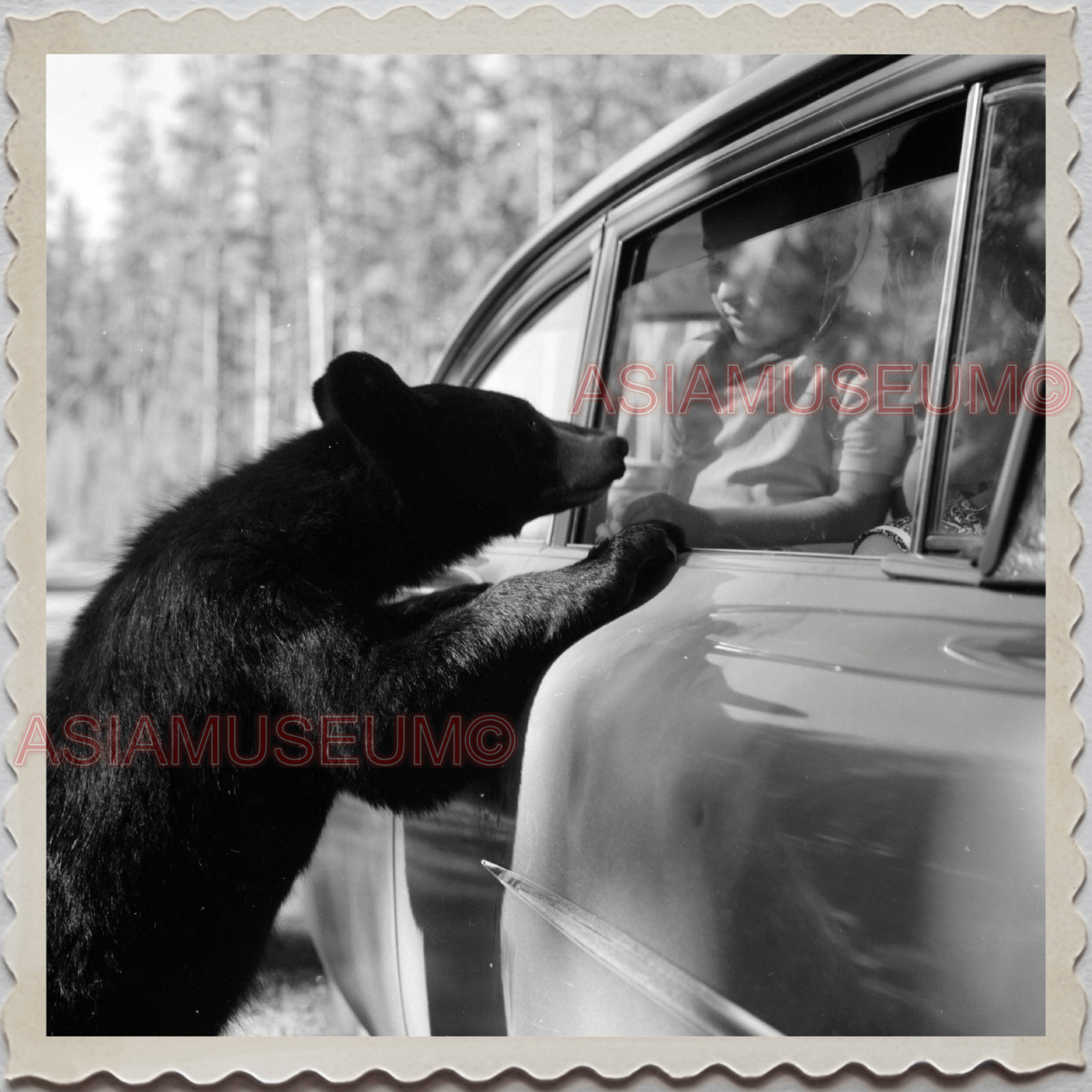 50s YELLOWSTONE NATIONAL PARK BLACK BEAR FEEDING OLD VINTAGE USA Photo 10169