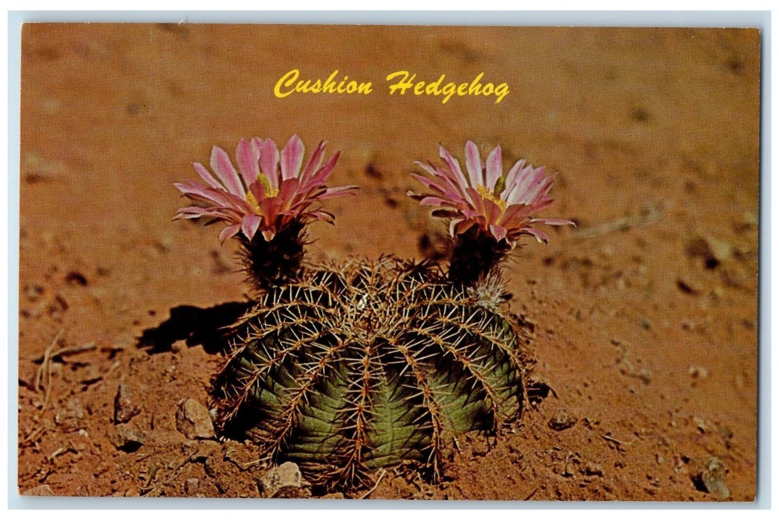 c1960s Desert Botanical Gardens Papago Park Phoenix Arizona AZ Unposted Postcard