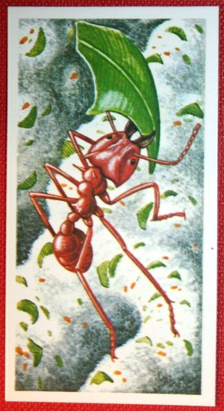 LEAF-CUTTER ANT   Illustrated Wildlife Card  CD21M