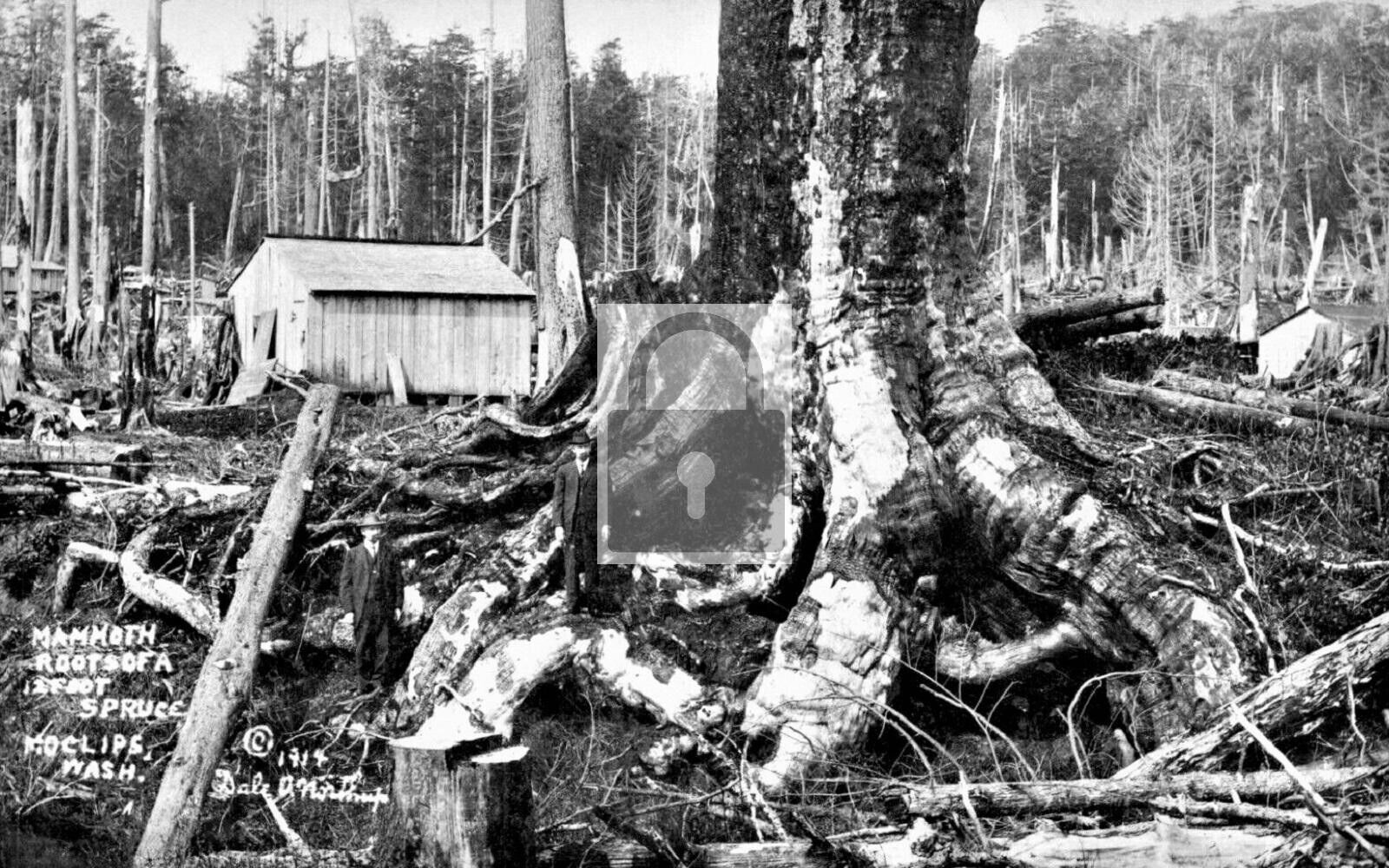 Mammoth Roots Spruce Tree Moclips Washington WA Reprint Postcard